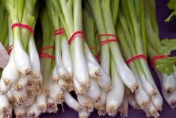 Mladi luk tokom cijele godine - Sve o porizvodnji