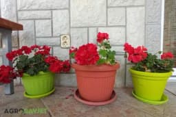 Kako da vam muškatle "prežive" odlazak na odmor?