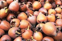 Mušmula bez sjemenki