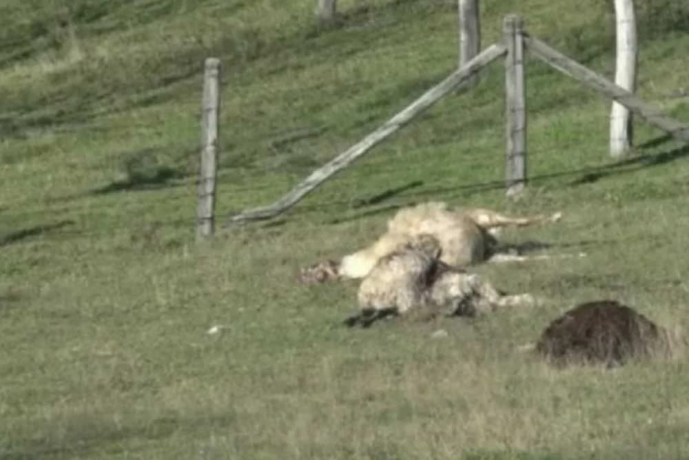 Psi lutalice zadavile sedamnaest ovaca kod Prijedora? /VIDEO/