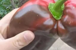 U Šumadiji ubran neobičan plod paprike (FOTO)