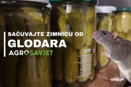 Kako zaštititi zimnicu od glodara?