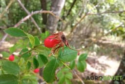 Kako se suši šipak?