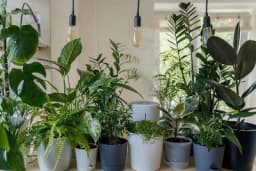 Vrijeme je da zaštitite svoje biljke od hladnoće, ali pripazite na jednu stvar u kojoj mnogi griješe