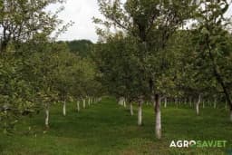 Koje vrste voća se mogu gajiti bez prskanja?