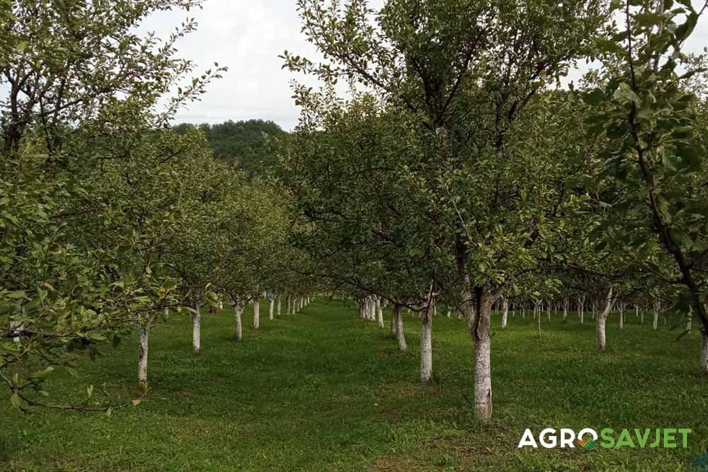 sadnja voćaka