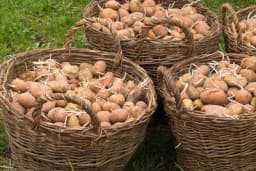 Kako se pravilno čuva krompir da ne proklija i traje mjesecima