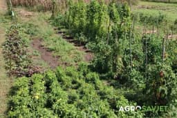 Bašta u avgustu: Šta brati i saditi, kako njegovati?