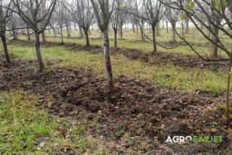 Nejednaka stabla, nejednako đubrenje: Kako postići ravnotežu u voćnjaku