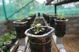 Povrće bez radne snage – Samo unesete saksije i iznesete plodove!