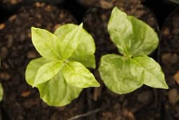 Kafa arabika - Savršena biljka za uzgoj u vašem domu