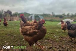 Za koke nosilje je opasnije ako nemaju vodu nego hranu - Savjeti za veću nosivost jaja