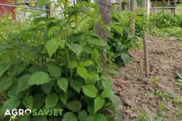 Značaj sadnog materijala u proizvodnji maline