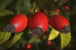 Kako ubrati zaradu sa njiva lošijeg kvaliteta? - Zasaditi šipurak