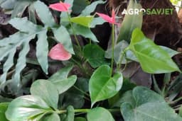 Izbjegnite greške - Ovako se pravilno brine o sobnim biljkama tokom zime