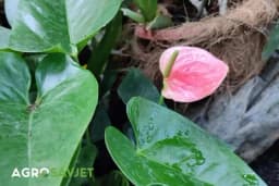 Znate li kako zalijevati sobno cvijeće?