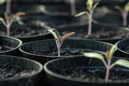 Priprema rasadnika i proizvodnja rasada povrća