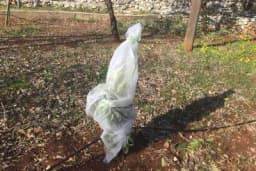 Kako zaštititi agrume od niskih temperatura?