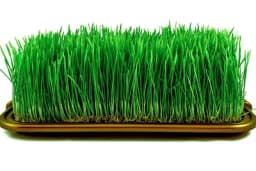 Šta božićna pšenica simbolizuje i kako se pravilno uzgaja?