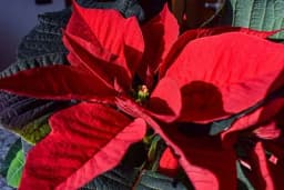 Kako se čuva i razmnožava BOŽIĆNA ZVIJEZDA?