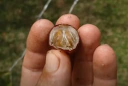 Kakvo je voće KAMU KAMU?