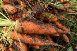 Skladištenje mrkve i poremećaji tokom čuvanja