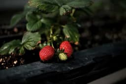 Zaštita jagode od niskih temperatura