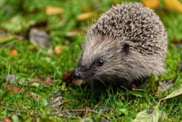 Ježevi su korisne životinje - Zaštitimo ih dok su zimskom snu
