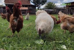 Kokošije đubrivo u povrtarstvu