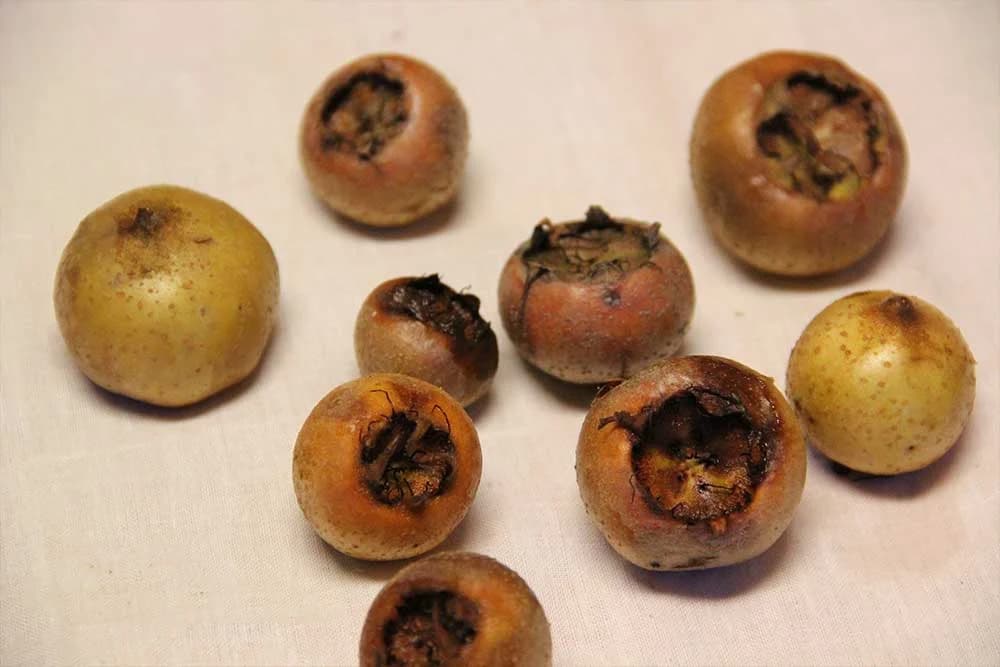 mušmula