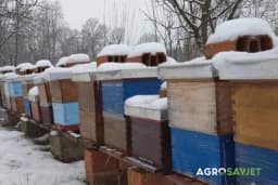 Pčelinjak u zimskom periodu