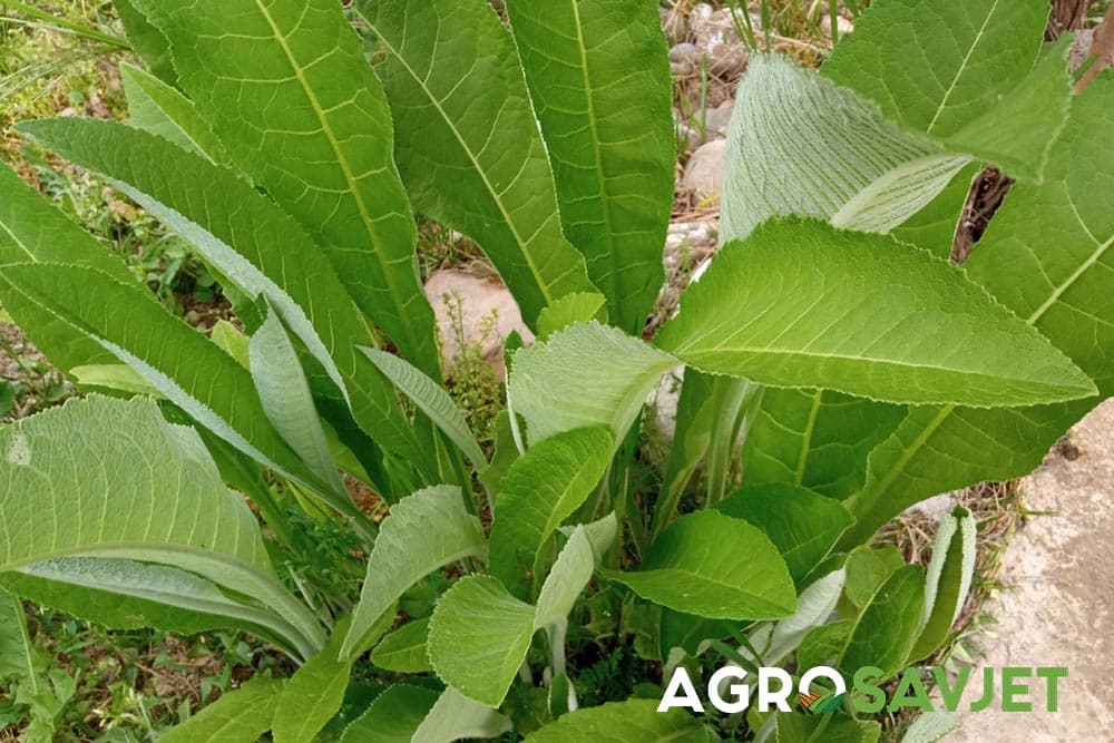 Kako se rasađuje hren