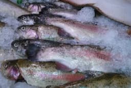 Kako da prepoznate da li je riba svježa?