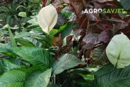 Kako se neguje "ženska sreća"? Krasiće svaki enterijer, a potrebno je da joj se posvetite samo malo