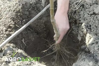 Jednogodišnje ili dvogodišnje voćne sadnice? ŠTA IZABRATI PRILIKOM SADNJE?