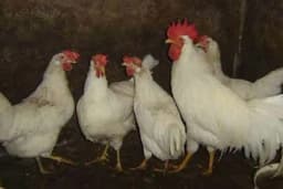 Talijanka : Koka nosilja koja može da snese i do 200 jaja godišnje velike krupnoće!