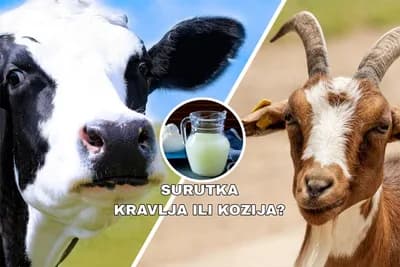 Koja je SURUTKA ZDRAVIJA - KRAVLJA ILI KOZIJA?
