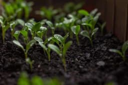 Šta se sadi u januar: Uz adekvatne uslove mogu uspjeti i krompir, bijeli luk i paradajz