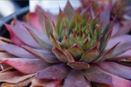 MOĆNA ČUVARKUĆA: Biljka koja svoju energiju prenosi na ZDRAVLJE ukućana (RECEPTI)