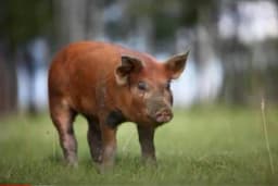 Durok svinja - Karakteristike i značaj