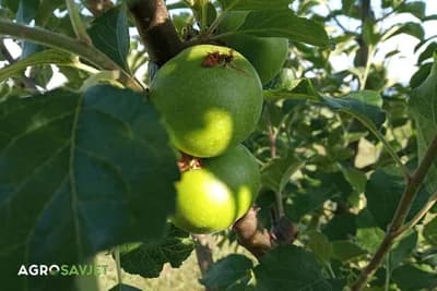 Savjeti za ekološki uzgoj i zaštitu jabuka