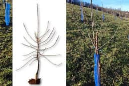 KNIP sadnice - Rano stupaju u rodnost,  imaju visok prinos i dobar kvalitet plodova