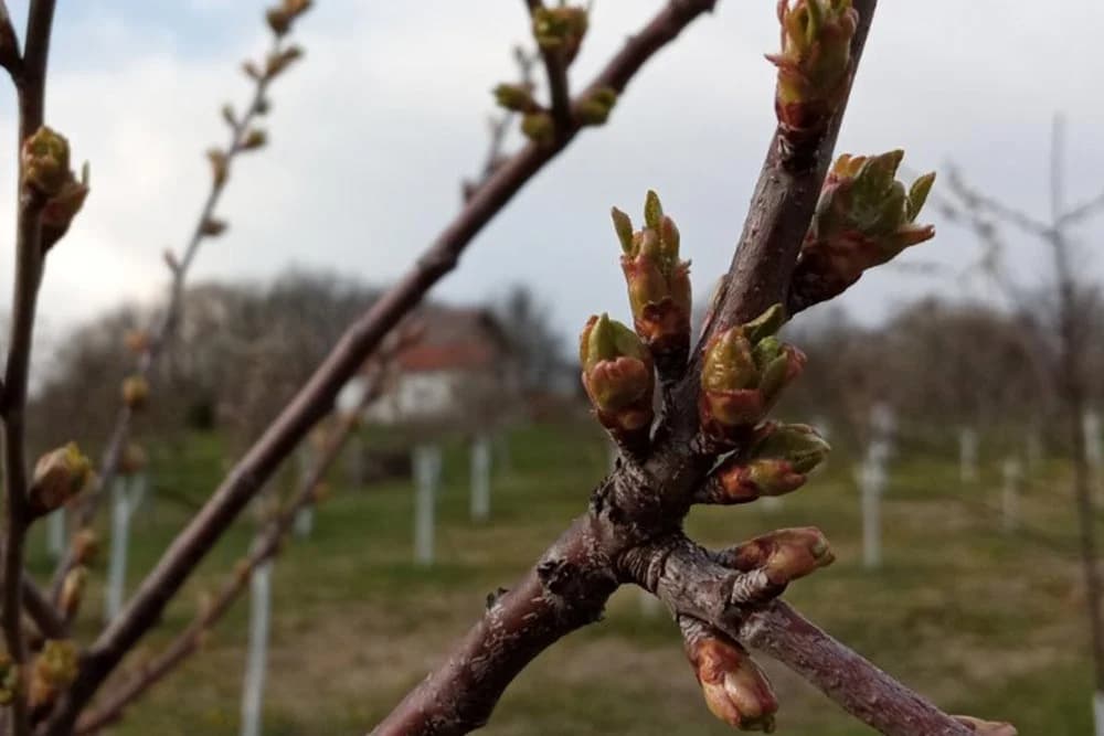 kretanje vegetacije kod voćki