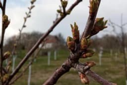 Kako će se zahlađenje odraziti na uranjenu vegetaciju voćki?