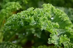 Šta sve možete uraditi u bašti u januaru s obzirom na iznadprosječno visoke temperature