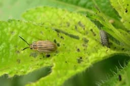 Lisna buba ambrozije - Uništava je prije nego oformi polen