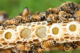 Da li je matična mliječ zaista eliksir dugovječnosti i koja je njena ljekovitost?