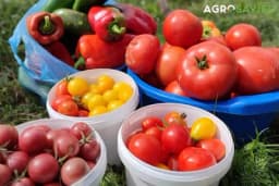 7 vrsta domaćeg đubriva za paradajz koji se gaji u saksiji: Rađaće bolje nego u bašti, pravi ukras svakog balkona