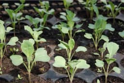 Proizvodnja rasada ranog kupusa