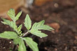 Januarska proizvodnja rasada paradajza